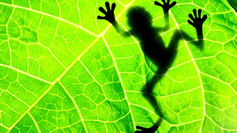 Get Creative: On writing poetry - pinning the poem to the page