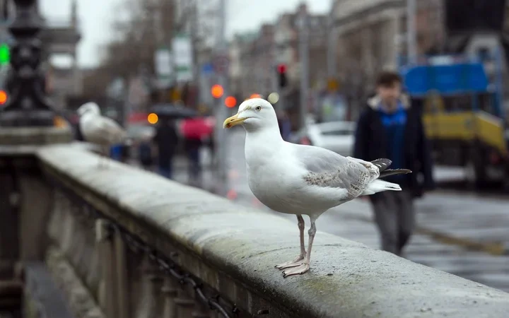 Why Cork gulls aren't as vicious as Dublin ones about your sandwiches