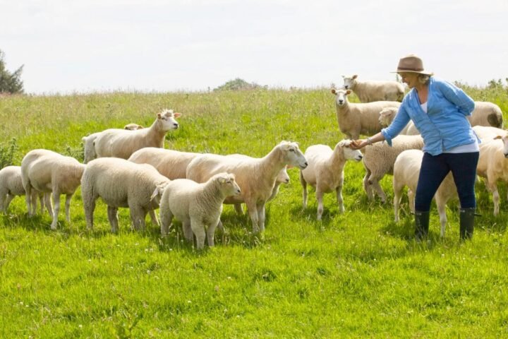 Plans afoot to create Irish wool brand mark