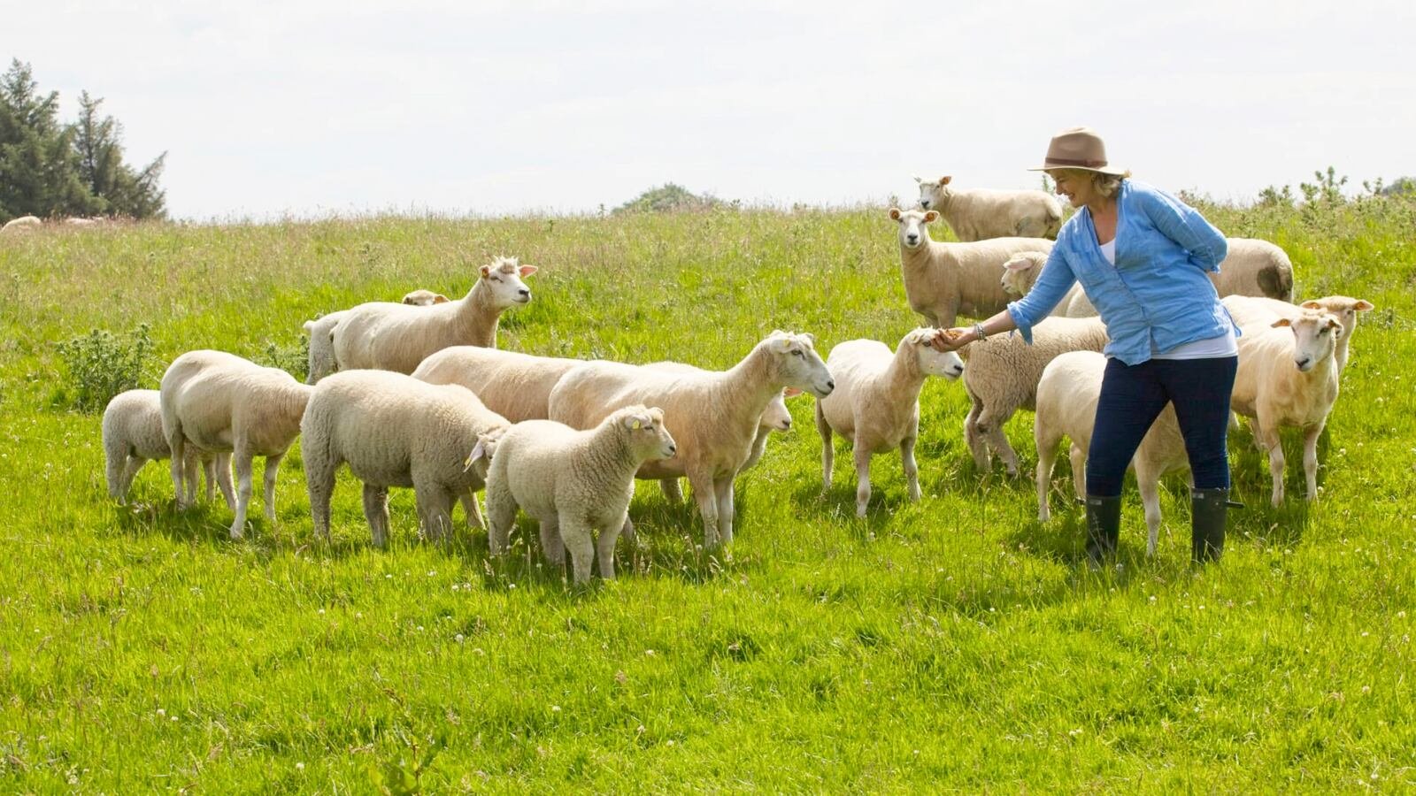Plans afoot to create Irish wool brand mark