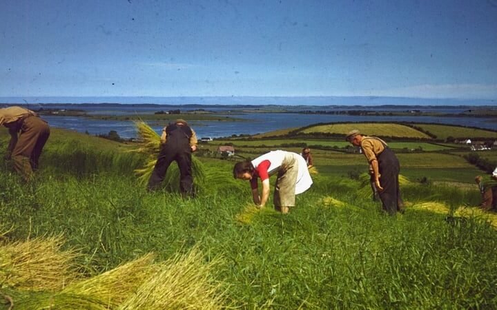 The stories behind Gleaning Sunday and Irish harvest customs