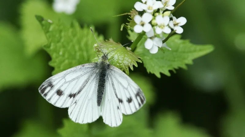 Why are we seeing so many butterflies in Ireland this year?