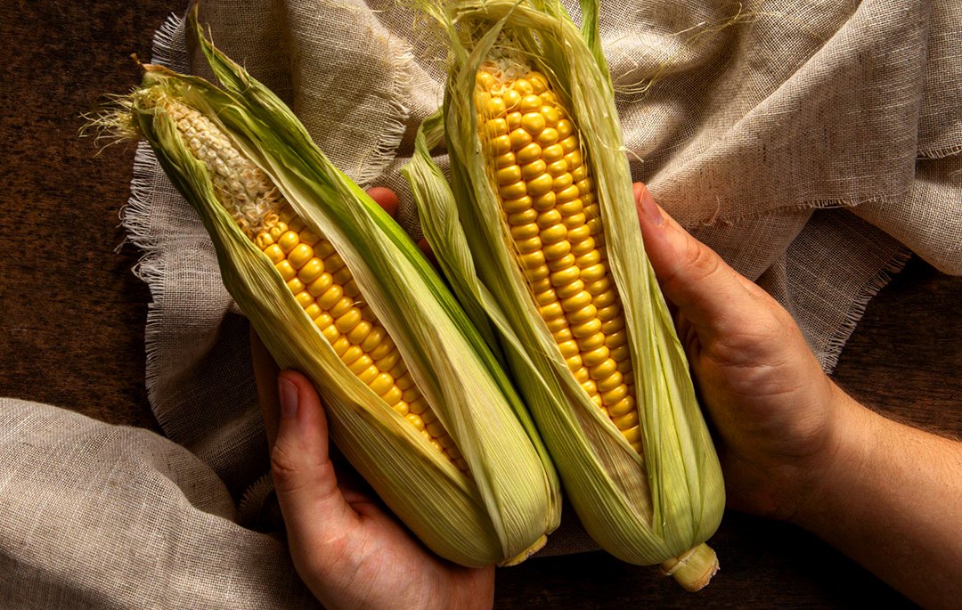 Ukrainian corn reinforces EU food and logistics resilience