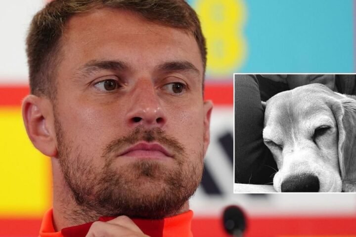 Aaron Ramsey provides emotional update on search for missing dog Halo in Mexico