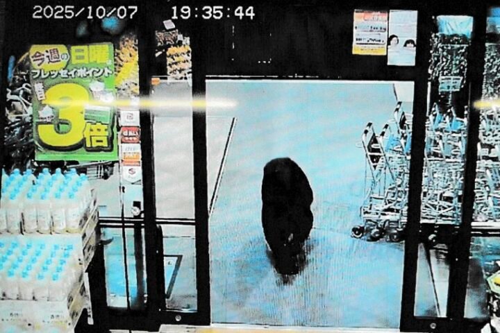 Akita governor seeks military aid amid rising bear attacks in Japan