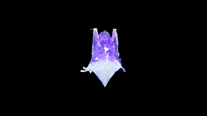 Certain North American bat species discovered to glow under ultraviolet light