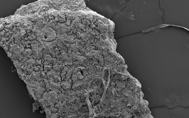 Ancient crocodile eggshells found in Australia offer insights into prehistoric predatory behavior