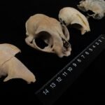 Ancient DNA reveals new insights into the origins of domestic cats