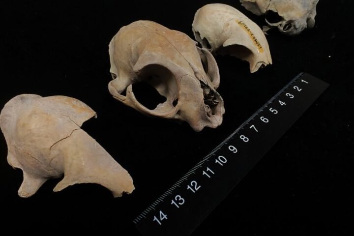 Ancient DNA reveals new insights into the origins of domestic cats