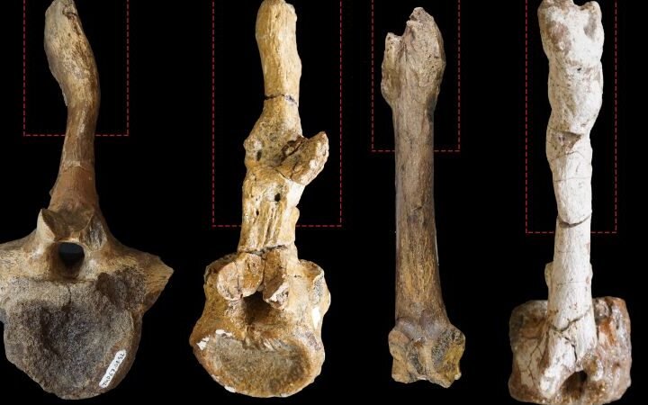 New study links dinosaur mating injuries to identification of female hadrosaurs