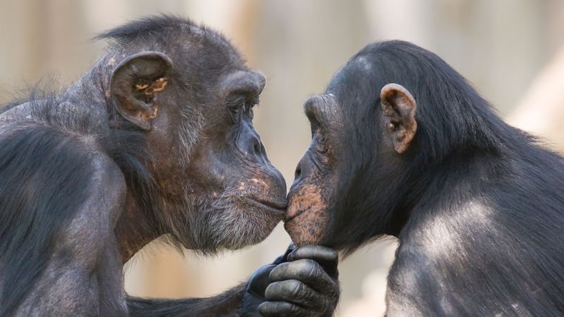 Study estimates kissing may have origins dating back 21 million years