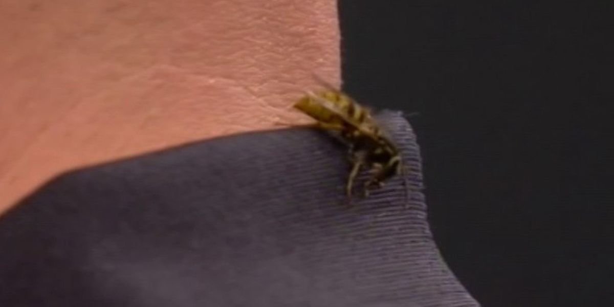 Darts fans concerned as Alexandra Palace wasp meets possible end during championship match