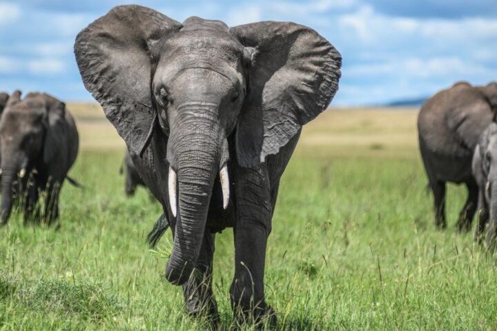 Kenyans demonstrate in response to elephant attacks that killed four in a week