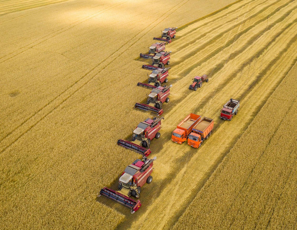 Ukrainian durum wheat strengthens supply security for Italy’s food industry