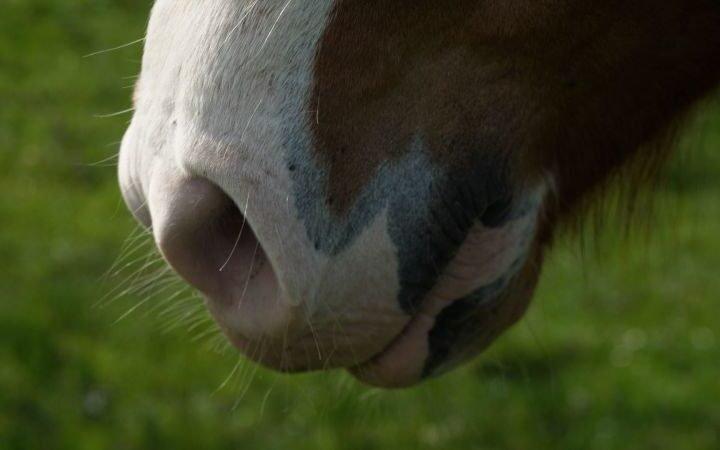 New study reveals horses can detect human fear through smell