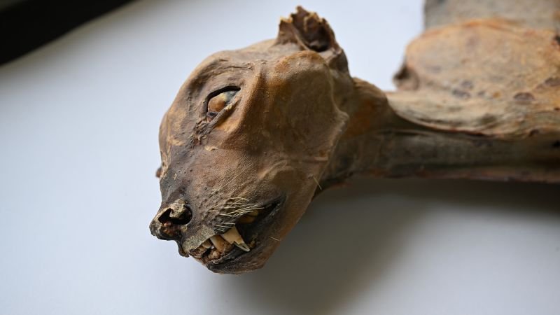 Discovery of mummified cheetahs in Saudi Arabia offers insights for reintroduction efforts