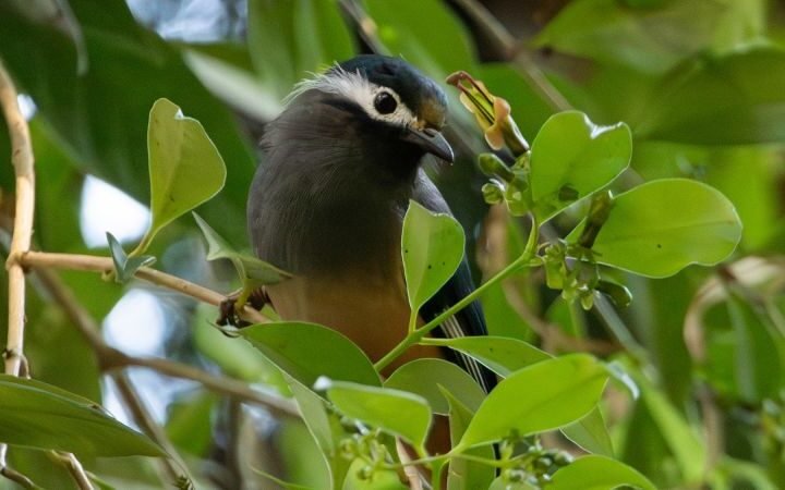 Taiwan’s lipstick vine exhibits puzzling evolutionary traits, challenging established theories