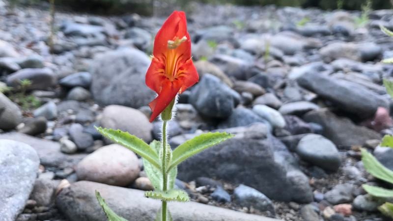 Rapid genetic evolution allows wildflower to withstand California's severe drought