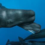 Scientists observe rare live birth of sperm whale in the Caribbean