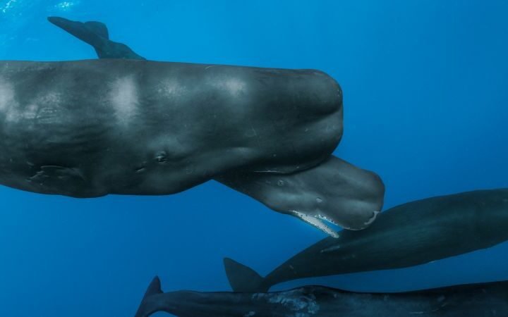 Scientists observe rare live birth of sperm whale in the Caribbean