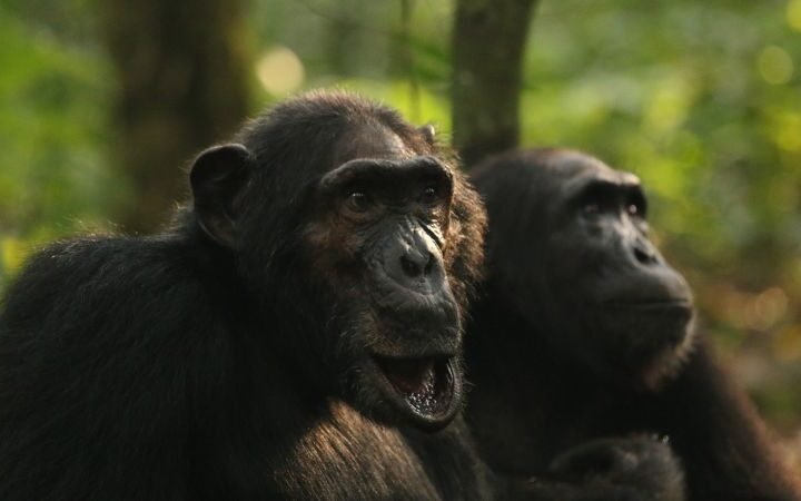 Chimpanzee groups experience rare conflict, offering insights into human warfare