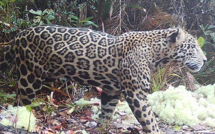 First cloud jaguar sighting in a decade offers hope for conservation in Honduras