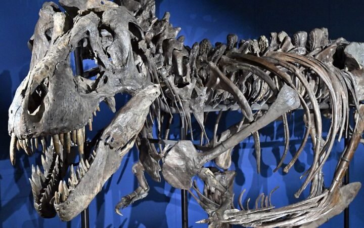 New study provides insights into the evolutionary rationale behind T. rex's tiny arms