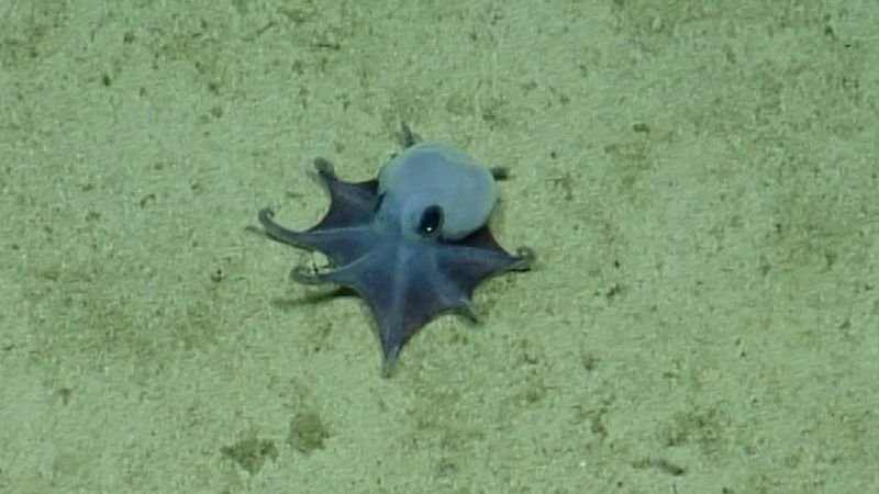 Scientists discover new species of tiny blue octopus in the Galápagos Islands