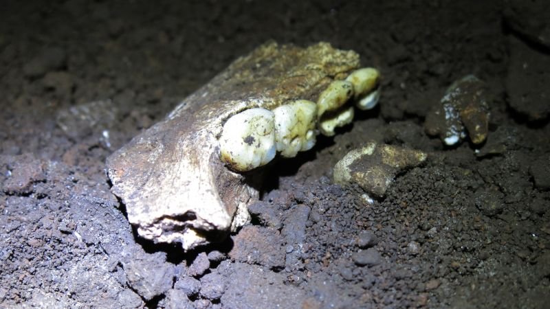 New findings challenge understanding of sex distribution among Homo naledi fossils in South Africa