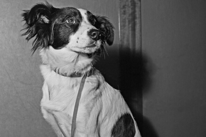 Pickles the dog: the unlikely hero who recovered the stolen World Cup trophy in 1966
