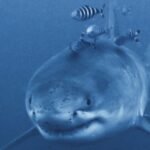 Rare great white shark captured on video by diver off Mediterranean coast