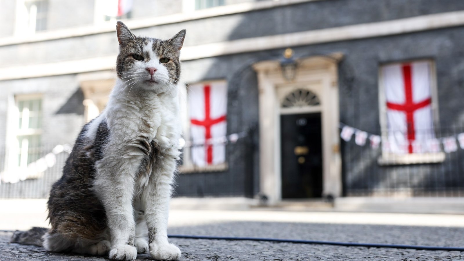 What will happen to Larry the cat as Andy Burnham becomes Prime Minister?