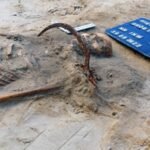 Scientists investigate unusual burial of 17th-century woman buried as vampire in Poland
